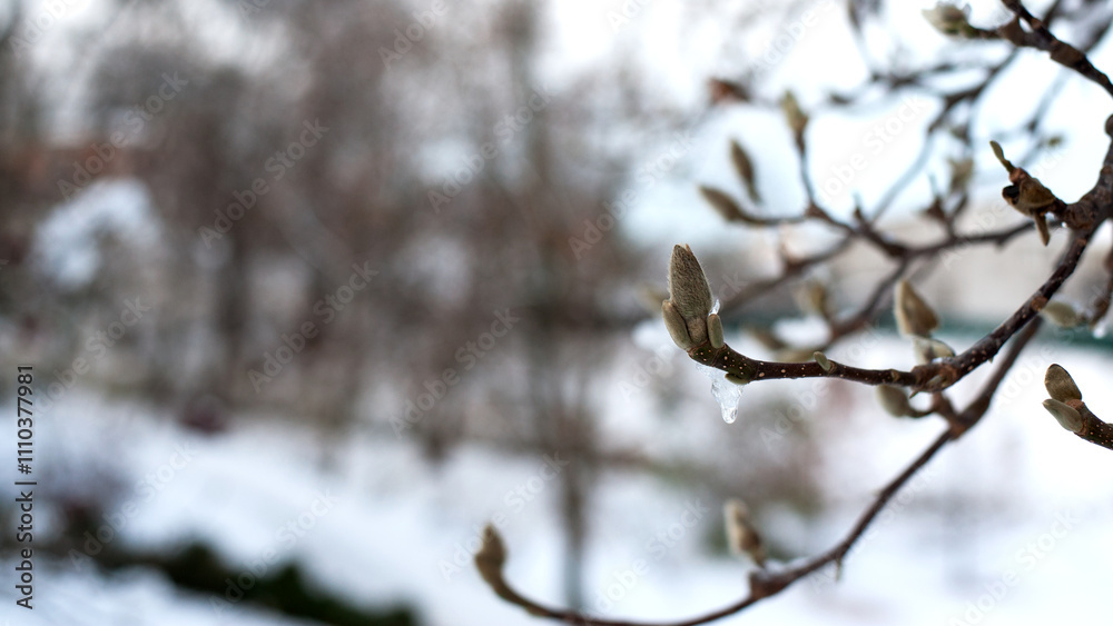 magnolia buds in ice. magnolia branch in early spring, close-up. Magnolia buds after the first snow. isolated on natural blurred background. beauty of nature. autumn park. cold season. space for text magnolia buds in ice. magnolia branch in early spring, close-up. Magnolia buds after the first snow. isolated on natural blurred background. beauty of nature. autumn park. cold season. space for text