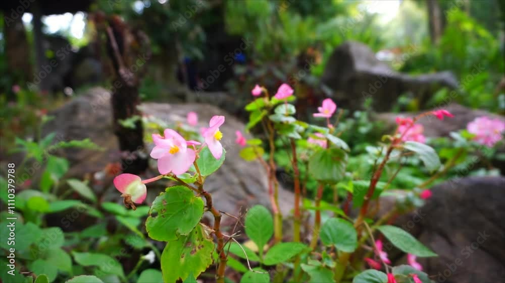 A vibrant pink flower in full bloom captured in a serene garden setting, showcasing its delicate petals and natural beauty. A vibrant pink flower in full bloom captured in a serene garden setting, showcasing its delicate petals and natural beauty.