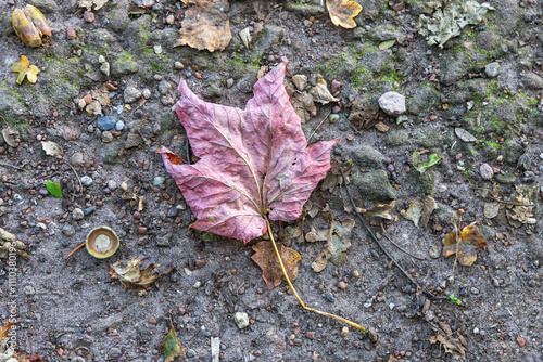 Close up of a dry autumn leaf on cracked soil, capturing the beauty and emotion of fall with a unique, high-quality nature photograph