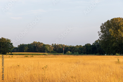 Panoramic view of yellowed green meadows during an autumn sunset, with a serene forest in the distance, capturing the tranquility and beauty of fall's golden hour.