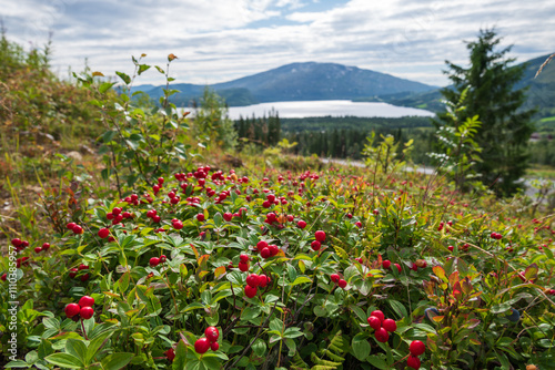 Bearberry in Norwegian mountain.