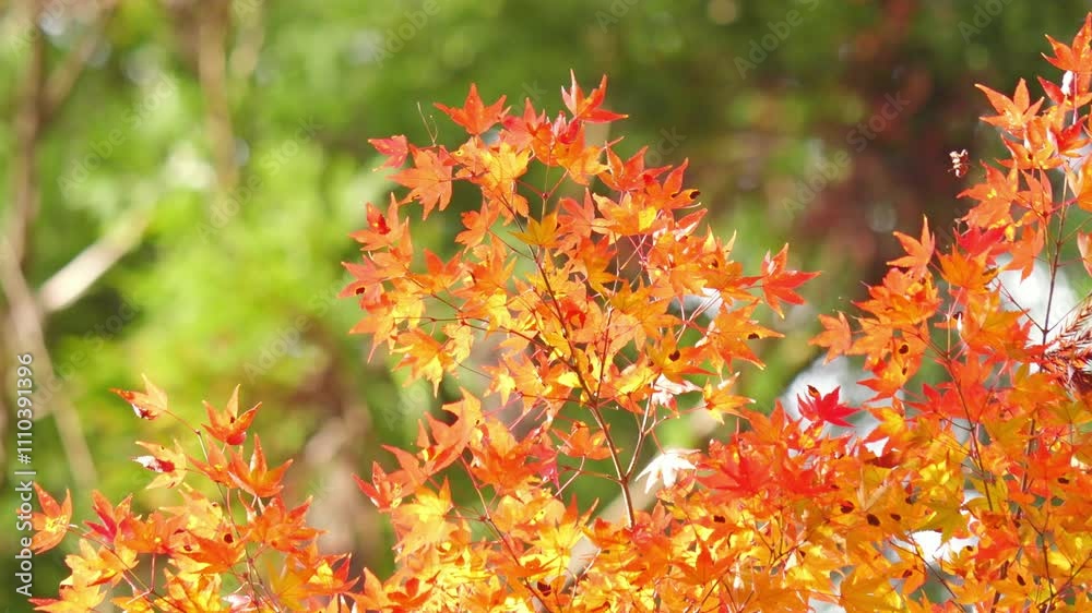 Colorful maple leaves illuminated by sunlight, a typical Japanese autumnal scene.