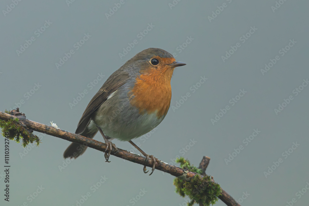 Rouge gorge familier. Rouge gorge familier.