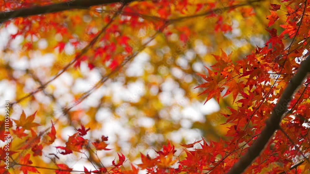 Beautiful red maple leaves, Japanese autumn scenery