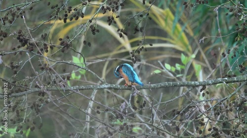 Kingfisher on a branch, kingfisher between branches, Kingfisher preens itself, kingfisher looks around, blue bird on a branch, Alcedo atthis