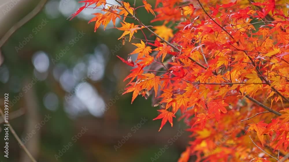 Beautiful red maple leaves, Japanese autumn scenery Beautiful red maple leaves, Japanese autumn scenery