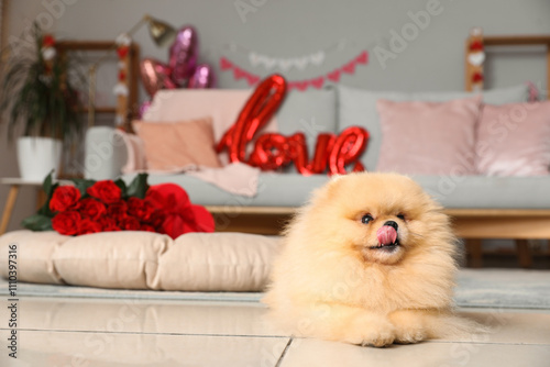 Cute Pomeranian dog lying o...
