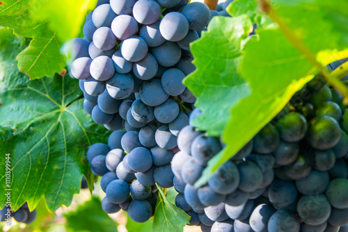Large bunche of red wine grapes in summer vineyard.