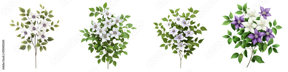 image of a marsh clematis bush with beautiful blooming purple and white flowers amid lush green foliage and branches  The clematis plant is showcased in a natural