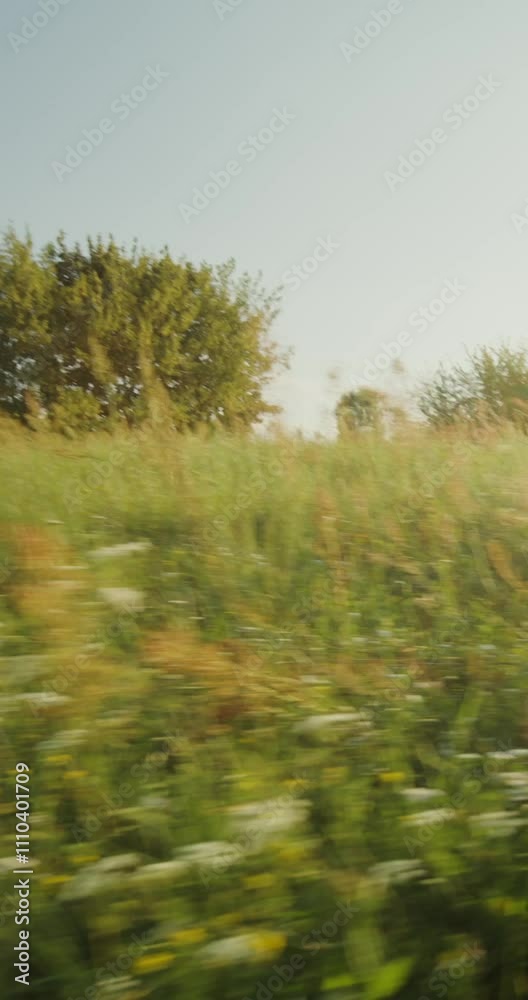 The camera moves quickly among the tall grass in the meadow. A sunny summer day. There are no people The camera moves quickly among the tall grass in the meadow. A sunny summer day. There are no people