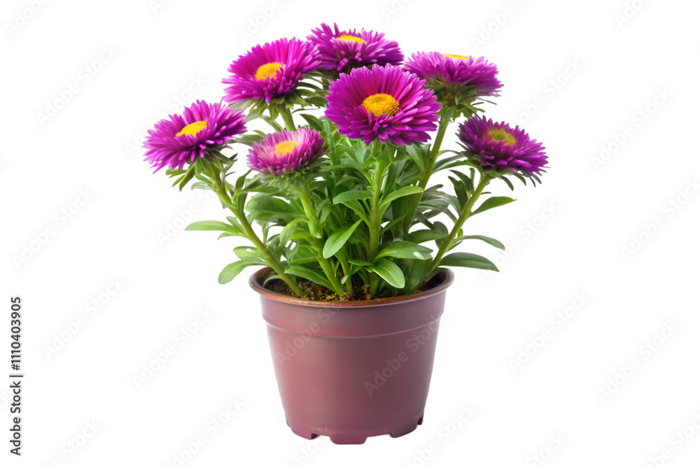 pink flowers in a pot isolated on transparent background pink flowers in a pot isolated on transparent background