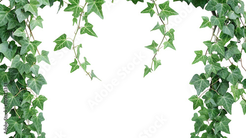 English Ivy Background, green wall on white background.AI GENERATED