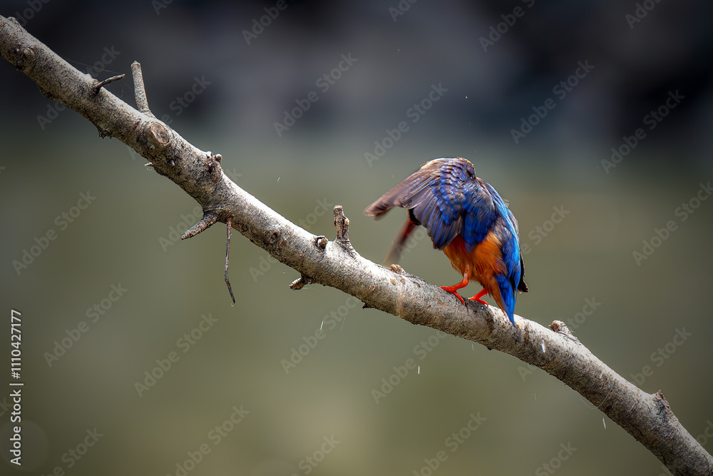 Lovely bird, Blue-eared Kingfisher (Alcedo meninting) Bird standing on the branch Lovely bird, Blue-eared Kingfisher (Alcedo meninting) Bird standing on the branch