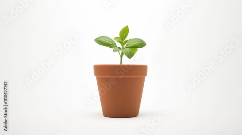 Green Plant Growing in Simple Terracotta Pot on White Background