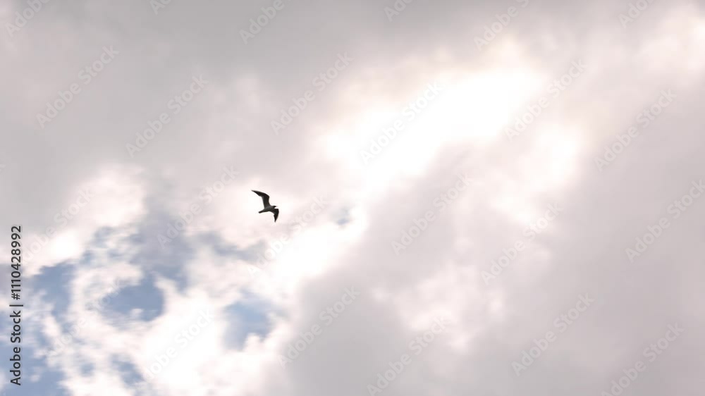 A Bird Gracefully Soars Through A Clear Blue Sky, Surrounded By Fluffy White Clouds, Symbolizing Freedom And Tranquility.