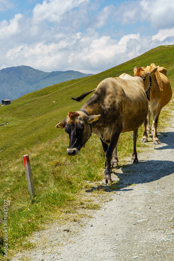 Obraz premium wandern in den Hohen tauern