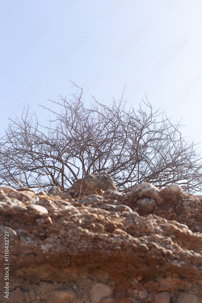 A solitary tree rises boldly on a rock, defying time and the elements. Its gnarled branches stretch towards a clear sky, symbolizing strength and endurance.