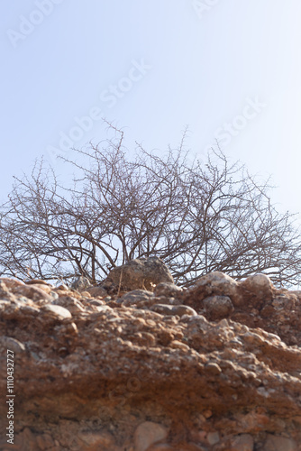 Obraz na płótnie A solitary tree rises boldly on a rock, defying time and the elements. Its gnarled branches stretch towards a clear sky, symbolizing strength and endurance. w salonie