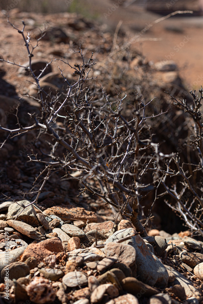 A close-up of a thorny bush growing tenaciously among rocks in a desert landscape of southern Morocco.