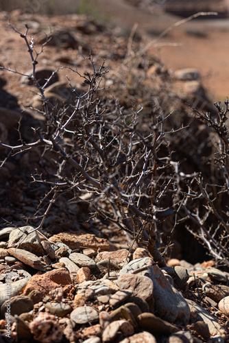 Obraz na płótnie A close-up of a thorny bush growing tenaciously among rocks in a desert landscape of southern Morocco. w salonie