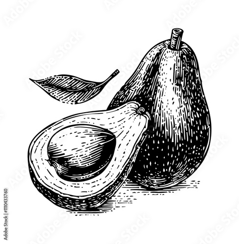 avocado engraving black and white outline