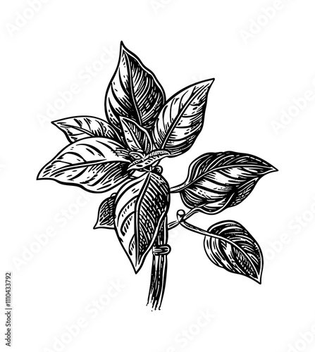 basil engraving black and white outline