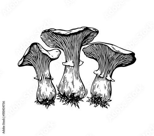 mushroom chanterelles engraving black and white outline