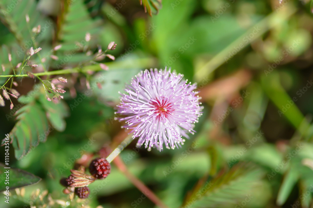 Sensitive plant , Shameplant or Sleeping grass or Mimosa hispidula Kunth or Mimosa pudica L flower Sensitive plant , Shameplant or Sleeping grass or Mimosa hispidula Kunth or Mimosa pudica L flower