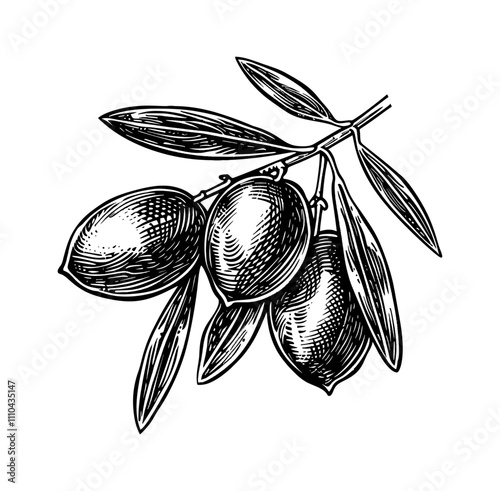 olive fruit engraving black and white outline