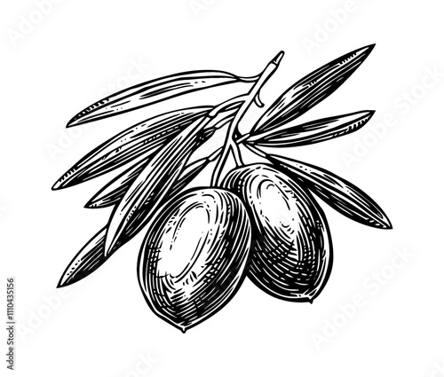 olive fruit engraving black and white outline