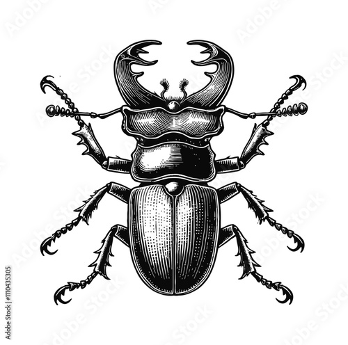 stag beetle engraving black and white outline