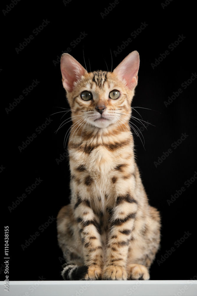 Obraz premium Portrait of a young Bengal cat with a black background
