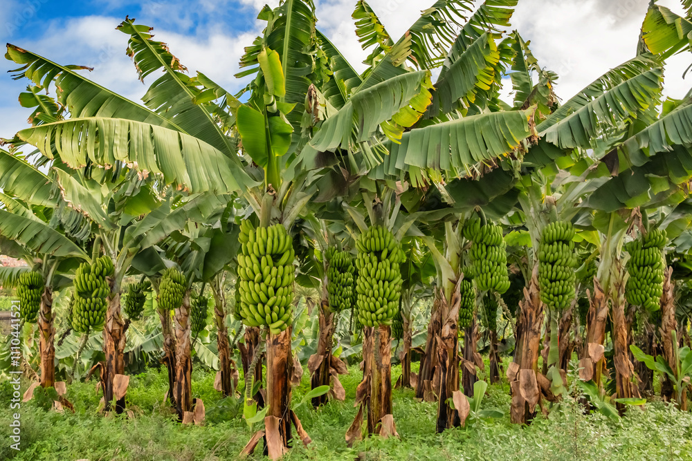 Green tropical banana fruits close-up on banana plantation