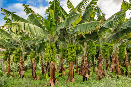 Obraz na płótnie Green tropical banana fruits close-up on banana plantation w salonie