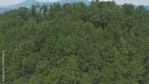 Aerial view and tilt down reveal of Tangkuban Parahu Mountain from Lembang Fault with pine tree rainforest tropical jungle as foreground and rural area, town, and settlements located around mountain photo