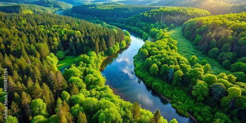 Aerial View of a Serene River Meandering Through a Lush Forest, Capturing the Vibrant Green Foliage Under Bright Daylight, Showcasing Nature's Tranquility and Beauty