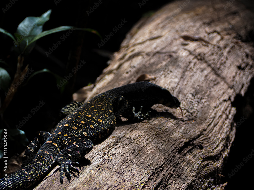 Fototapeta premium water dragons reptil