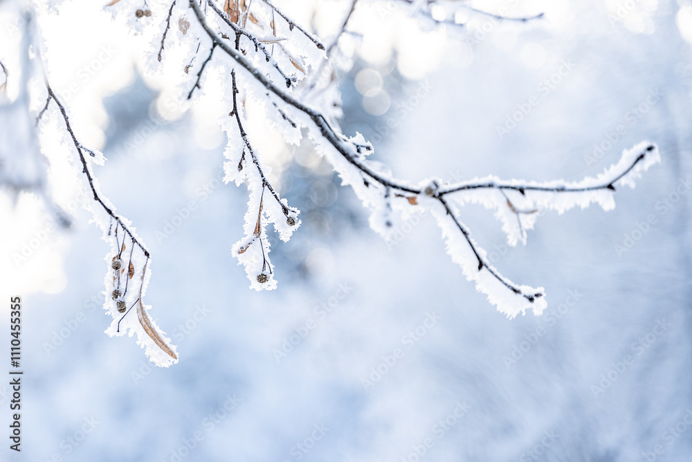 Obraz premium beautiful winter landscape in forest or park. trees are covered with snow. snow is sparkling. New Year's tale. Christmas mood. walk through winter forest. macro photos of plants in snow