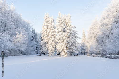 Wallpaper Mural beautiful winter landscape in forest or park. trees are covered with snow. winter sun is shining beautifully, snow is shining. A New Year's tale. Christmas mood. a walk through the winter forest. Torontodigital.ca