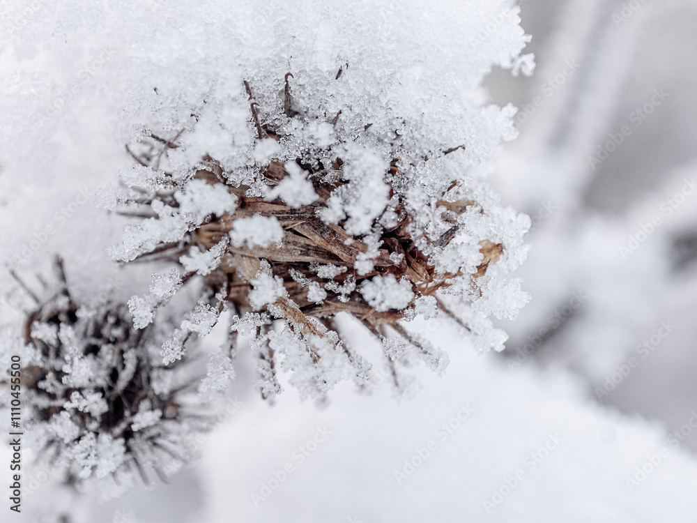 Obraz premium beautiful winter landscape in forest or park. trees are covered with snow. snow is sparkling. New Year's tale. Christmas mood. walk through winter forest. macro photos of plants in snow
