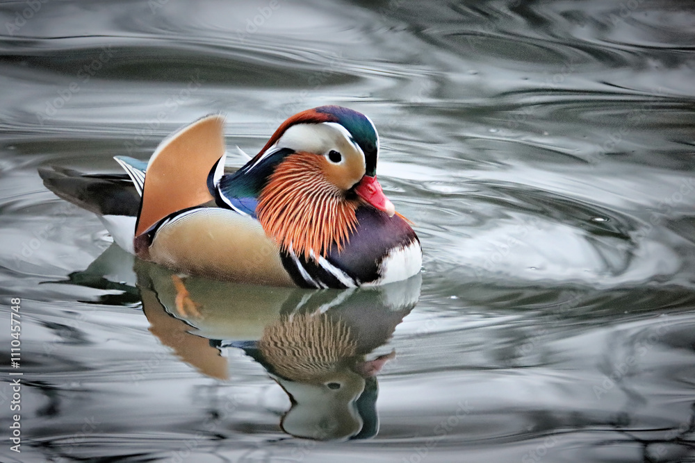 Mandarin Duck Mandarin Duck