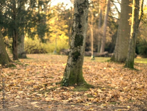 autumn in the park