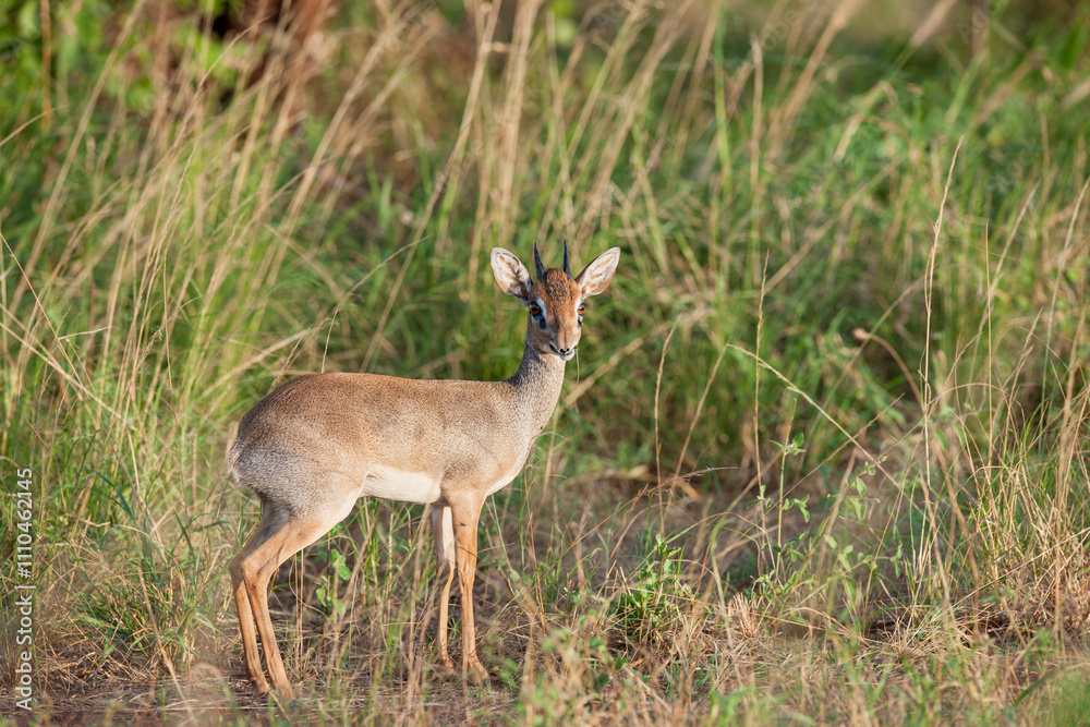 Dik Dik dwarf antelope in the savannah of Africa Dik Dik dwarf antelope in the savannah of Africa