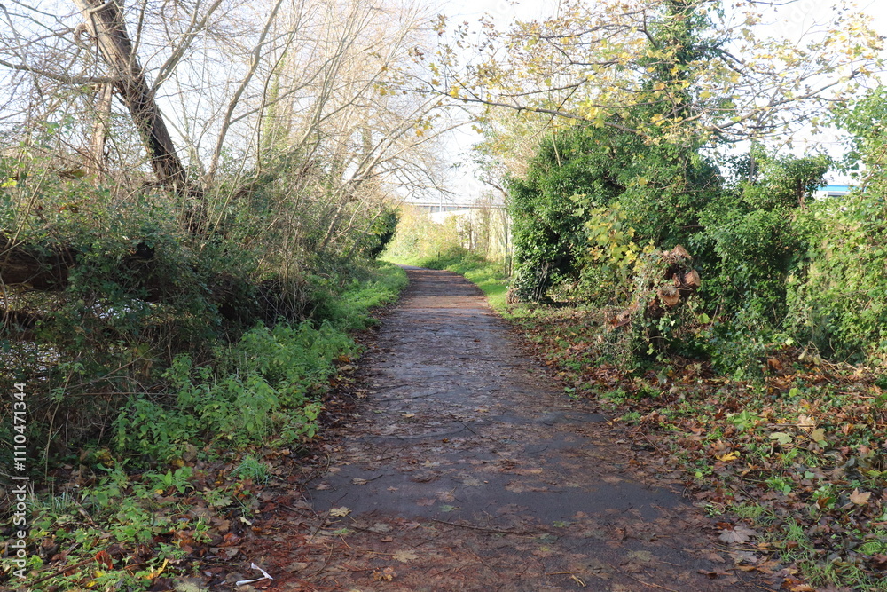 Serene Footpath Surrounded by Lush Trees and Vibrant Greenery in a Natural Park Setting Serene Footpath Surrounded by Lush Trees and Vibrant Greenery in a Natural Park Setting