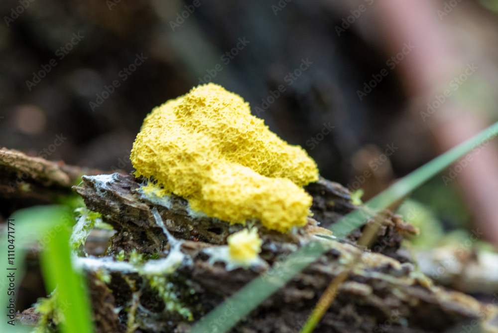 close-up of a bright yellow scrambled egg slime fungus close-up of a bright yellow scrambled egg slime fungus