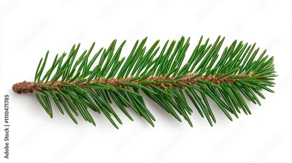 A photostock of a rustic pine branch with fresh green needles, isolated on a clean white background, natural and festive. High Quality A photostock of a rustic pine branch with fresh green needles, isolated on a clean white background, natural and festive. High Quality