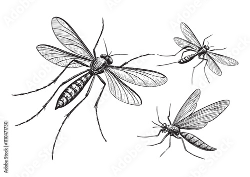 mosquito engraving vector illustration