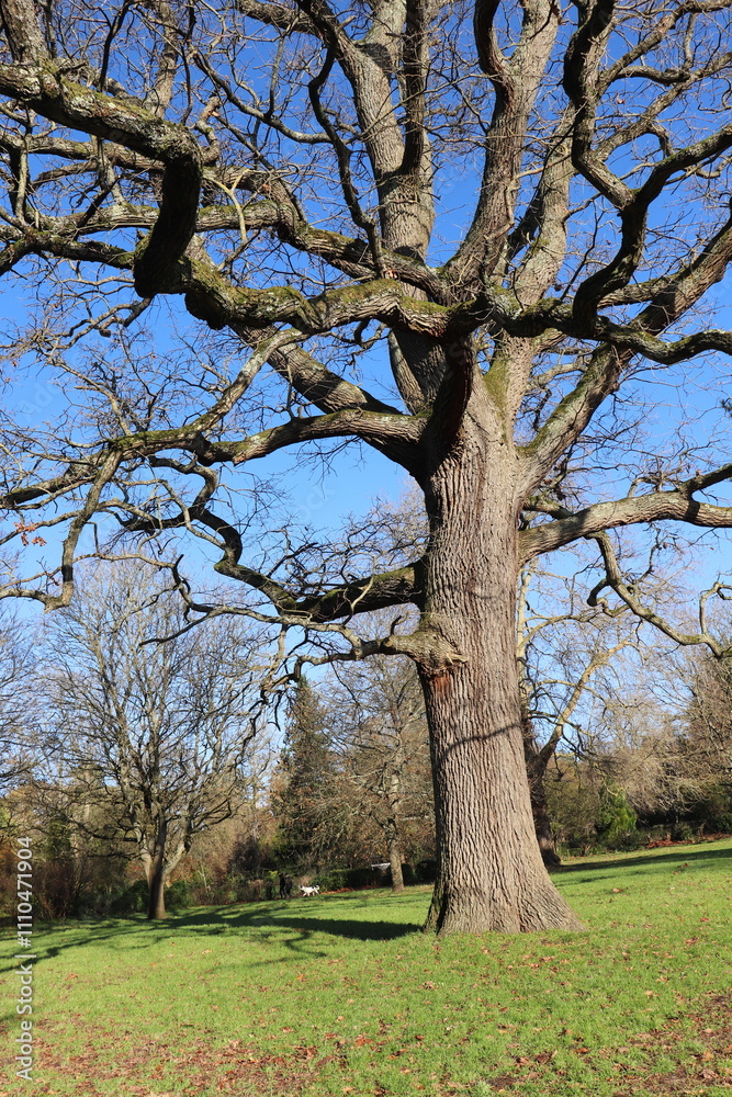 Majestic Tree Canopy Framed Against a Clear Blue Sky in a Tranquil Natural Landscape Majestic Tree Canopy Framed Against a Clear Blue Sky in a Tranquil Natural Landscape