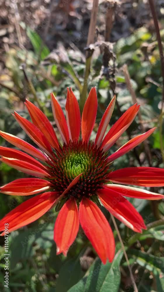 a red flower