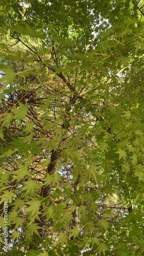 Green maple tree